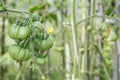 Unripe green vegetables. Tomatoes on branch ripen in greenhouse. Close-up, selective focus. Growing organic vegetables in kitchen Royalty Free Stock Photo