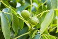 Unripe green walnuts growing on a branch of a walnut tree. Royalty Free Stock Photo