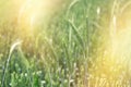 Unripe green wheat, this agricultural field promises a good harvest Royalty Free Stock Photo