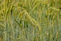 Unripe green wheat close up, selective focus