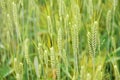 Unripe green wheat, closeup on ears, with more blurred in background Royalty Free Stock Photo