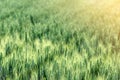 Unripe wheat wheat field - green wheat field, agricultural field Royalty Free Stock Photo