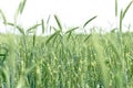 Unripe green wheat field green wheat field - green wheat, oat, rye, barley Royalty Free Stock Photo