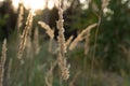 Unripe green wheat field green wheat field - green wheat field lit by sunlight, sunset in wheat field Royalty Free Stock Photo