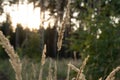 Unripe green wheat field green wheat field - green wheat field lit by sunlight, sunset in wheat field Royalty Free Stock Photo