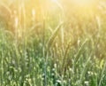 Unripe green wheat field, green wheat field lit by sunlight Royalty Free Stock Photo