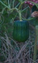 Unripe green zucchini Royalty Free Stock Photo