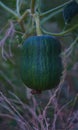 Unripe green zucchini Royalty Free Stock Photo