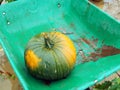 Unripe Halloween Carving pumpkin in a wheel barrow at Halloween