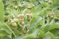 Unripe hawthorn Royalty Free Stock Photo