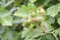 Unripe hawthorn Royalty Free Stock Photo