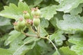 Unripe hawthorn Royalty Free Stock Photo