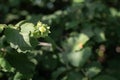 Unripe hazelnut on a branch in the garden in sunlight Royalty Free Stock Photo