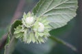 Unripe hazelnuts growing on the tree