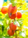 Unripe hinomeaki ribes at closeup