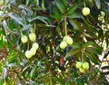 Unripe Indian Alphonso Mangoes hanging on a Mango Tree Royalty Free Stock Photo