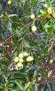 Unripe Indian Alphonso Mangoes hanging on a Mango Tree Royalty Free Stock Photo