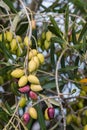 Unripe kalamata olives with raindrops on olive tree Royalty Free Stock Photo