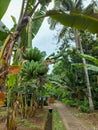 Unripe kepok bananas are green in the garden