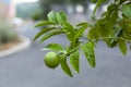 Unripe lemon fruit growing on a tree Royalty Free Stock Photo