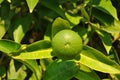 Unripe lemon fruit Royalty Free Stock Photo