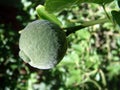 Unripe lemon on tree Royalty Free Stock Photo