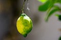 Unripe lemon on a tree Royalty Free Stock Photo