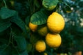 Unripe lemons growing on tree outdoors, closeup Royalty Free Stock Photo