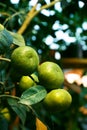 Unripe lemons growing on tree outdoors, closeup Royalty Free Stock Photo