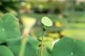 unripe lotus fruit against blurred natural background Royalty Free Stock Photo