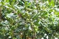 Unripe macadamia nuts hanging on tree