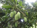 Unripe mangoes on a mango tree [Mangifera indica]