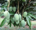 Unripe mangoes on a mango tree [Mangifera indica]