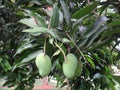 Unripe mangoes on a mango tree [Mangifera indica]