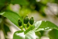 Unripe Meyer Lemon on Tree Royalty Free Stock Photo