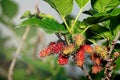 Unripe mulberries red and green on the branch.