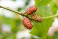 Unripe Mulberry Fruits