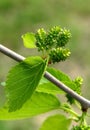 Unripe mulberry fruits