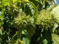 Unripe nuts of Colylus colurna