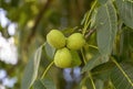 Unripe nuts on the leaves of a tree background Royalty Free Stock Photo