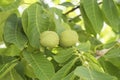 Unripe nuts on the tree