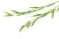unripe oat spike isolated on white background Royalty Free Stock Photo