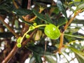 Unripe olives at closeup