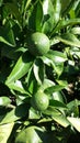 Unripe oranges on the tree Royalty Free Stock Photo