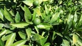 Unripe oranges on the tree Royalty Free Stock Photo