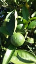 Unripe oranges on the tree Royalty Free Stock Photo