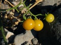 Wild cherry tomatoes growing in nature. Portugal Royalty Free Stock Photo