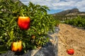 Unripe organic heirloom red bell pepper