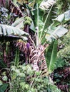 Unripe organic multiple green banana on banana tree. Banana tree with a bunch of bananas. Brazil Royalty Free Stock Photo