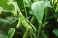 Unripe organic soybean pods